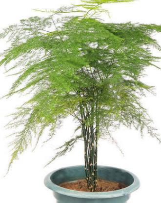 文竹为什么黄叶子怎么办?