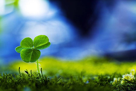 三叶草有毒吗能吃吗