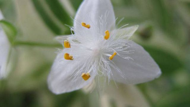 吊竹梅怎么养(吊竹梅怎么养护叶子更好看)