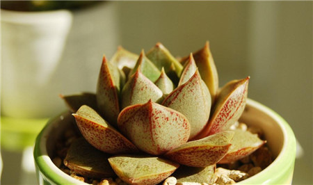 大和锦如何养出状态