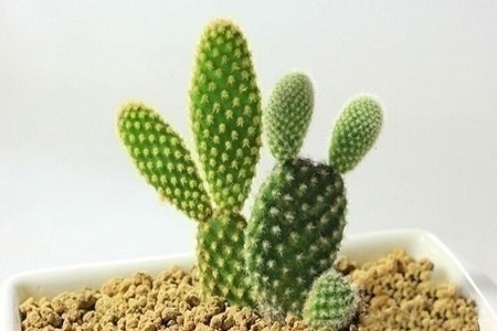 仙人掌类用什么土栽培