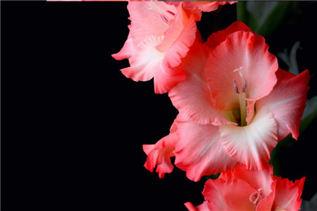 剑兰花怎么养护