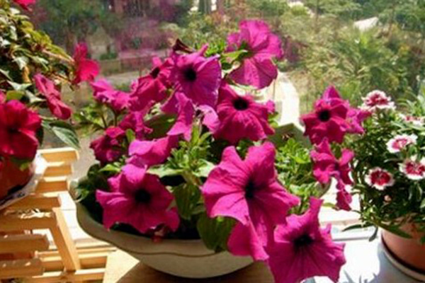 各种肥料都比不上家里这小东西用上一点啥花都能长爆盆！(什么肥所有花卉都能用?)