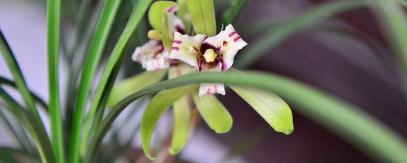 兰花夏天多久浇一次水(兰花夏天多久浇一次水比较好?)