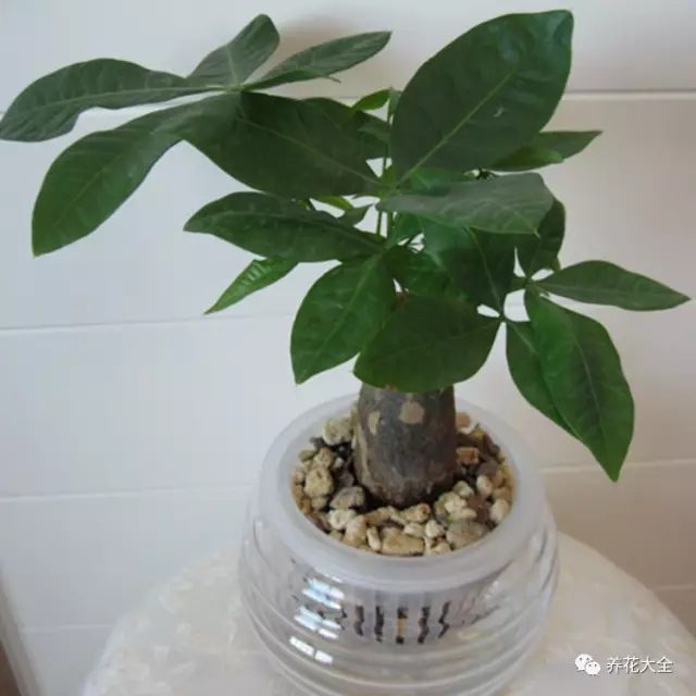 绿萝吊兰用什么土