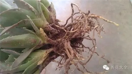 花分株是什么意思