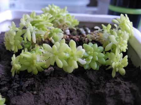 佛甲草怎么种植成活