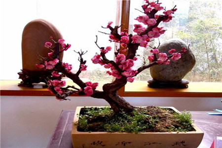 如何使梅花在元旦开花多