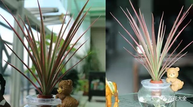 绿萝吊兰用什么土