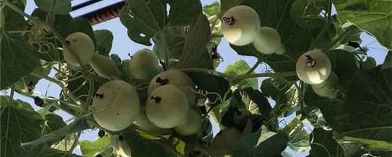 葫芦苗不长是因为什么葫芦苗用什么肥料(葫芦苗不长怎么办)