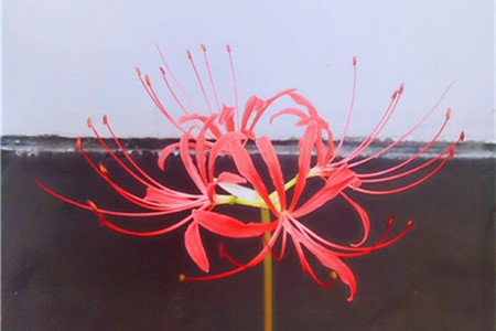 彼岸花喜欢什么食物