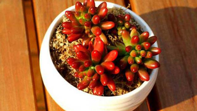 虹之玉掉叶子怎么办(虹之玉掉叶子怎么回事)