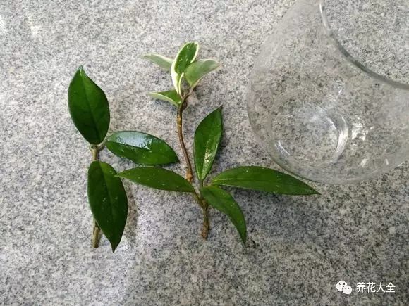 绿萝吊兰用什么土