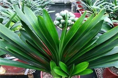 养花不开花是怎么回事视频