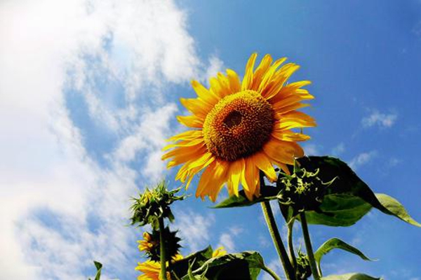 向日葵叶子枯萎怎么办(向日葵的叶子干枯了)