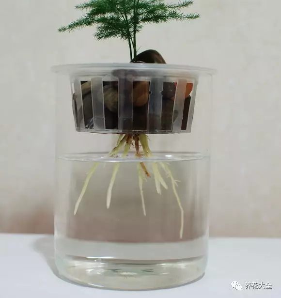 绿萝吊兰用什么土