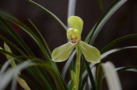 兰花夏天多久浇一次水比较好?