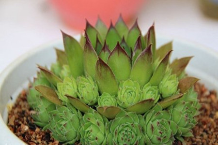 佛座莲的病害及防治方法图片