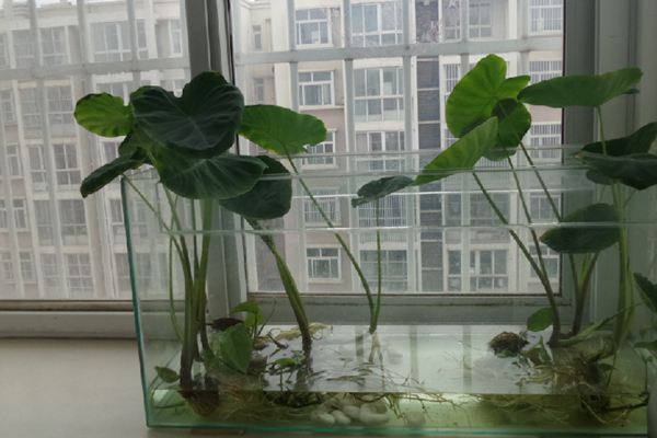 家庭种植芋头的方法种芋头一定要选择大又深的盆(种芋头怎么种最好)