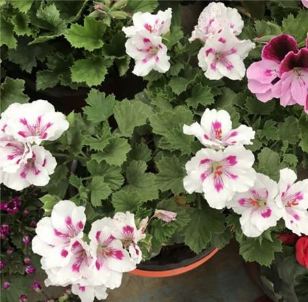 改良土壤板结最简易方法