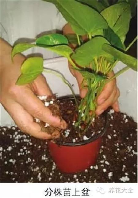 花分株是什么意思