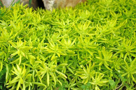 佛甲草怎么种植成活