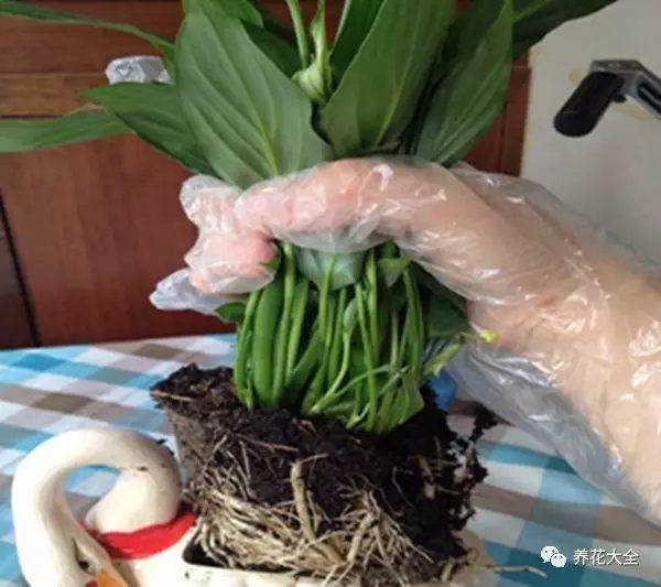 绿萝吊兰用什么土