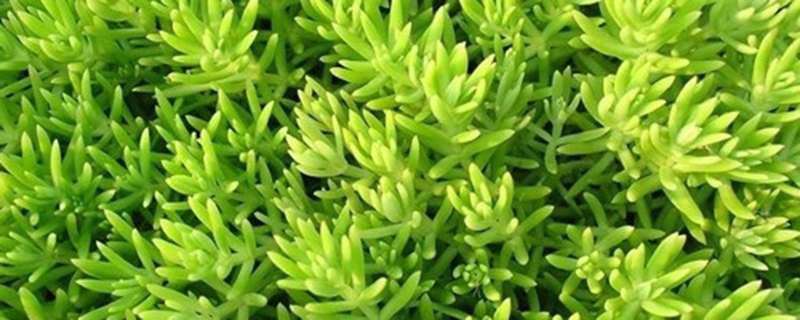 佛甲草无土栽培效果好吗(佛甲草怎么种植成活)