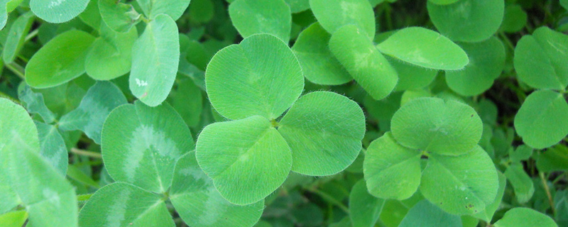 三叶草有毒吗(三叶草有毒吗能吃吗)