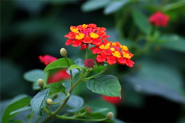 盆栽五色梅怎么浇水正确方法朝这看！(五色梅多久浇一次水)