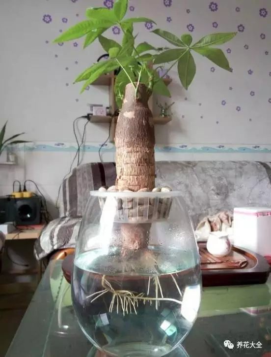 绿萝吊兰用什么土