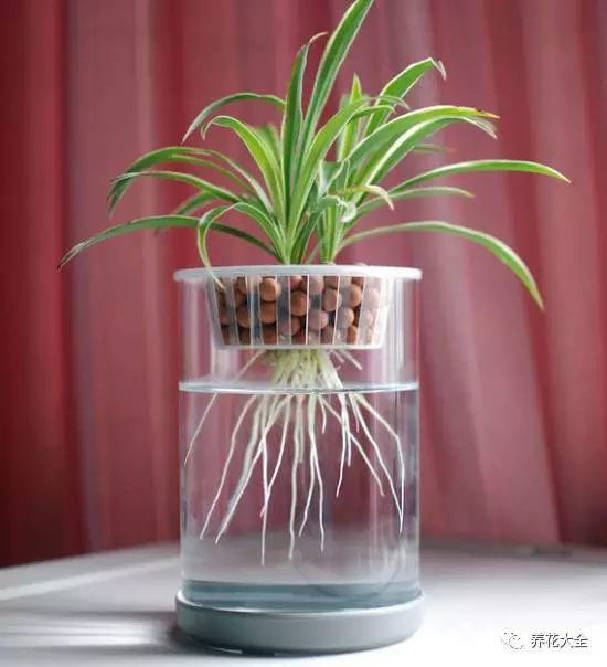 绿萝吊兰用什么土