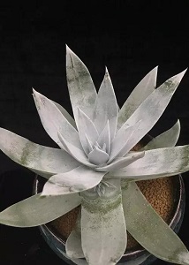 仙女杯度夏后如何浇水