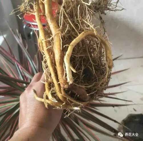 绿萝吊兰用什么土