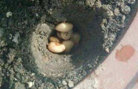 什么肥所有花卉都能用?