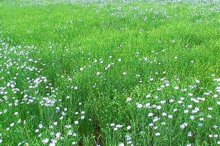 亚麻种植技术及用途