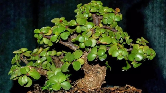 玉树的繁殖方法(玉树如何繁殖?)