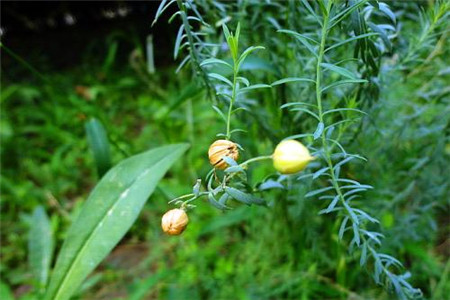 亚麻种植技术及用途