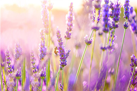 薰衣草怎么繁殖的