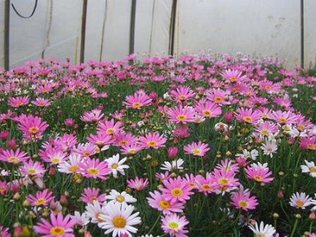 玛格丽特花什么时候种植