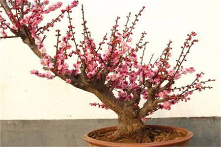 如何使梅花在元旦开花多