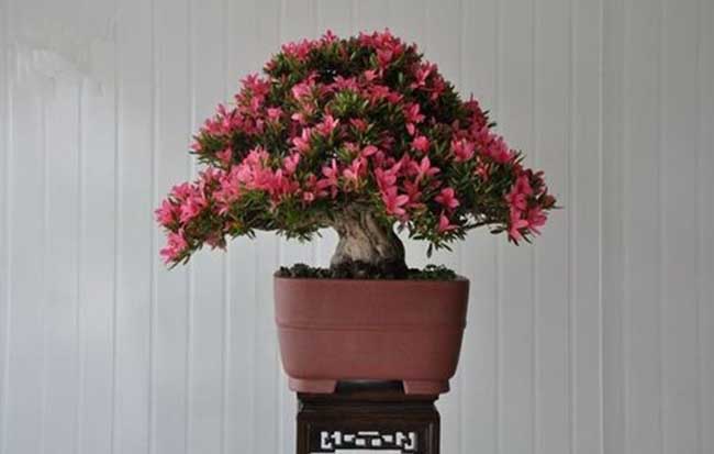 高山杜鹃花的养殖方法和注意事项