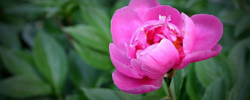 芍药如何过冬(芍药如何过冬天)