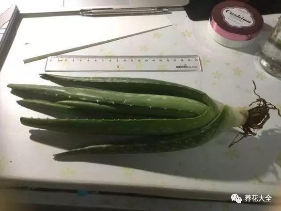 绿萝吊兰用什么土