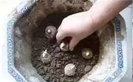 种芋头怎么种最好