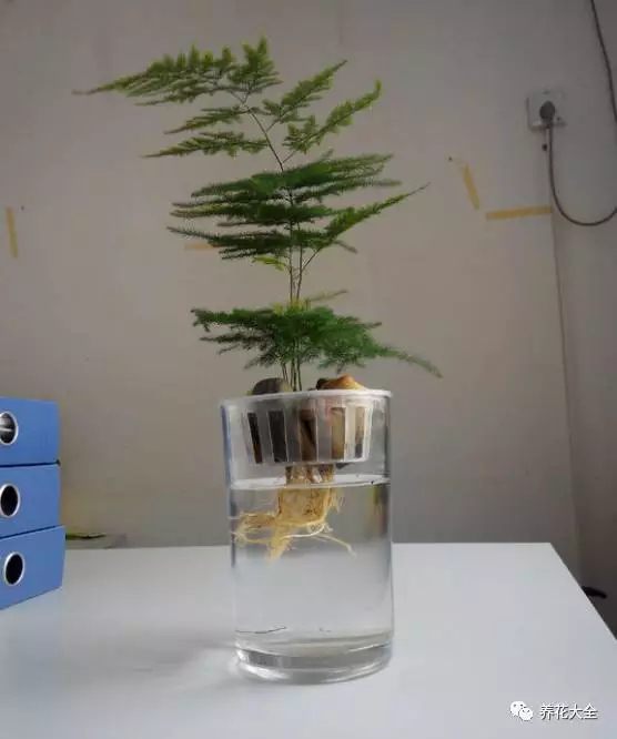 绿萝吊兰用什么土