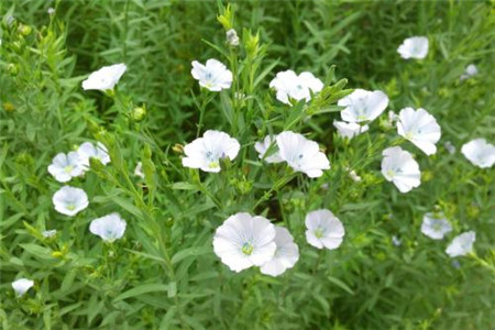 亚麻种植技术及用途