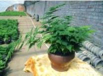 文竹为什么黄叶子怎么办?