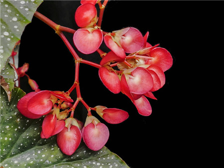 竹节秋海棠有哪些品种