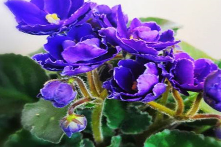 紫罗兰花的花语和寓意